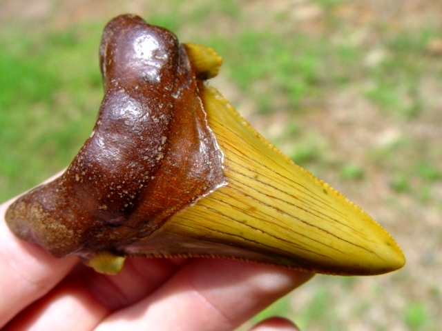 Fiery Yellow Auriculatus Shark Tooth