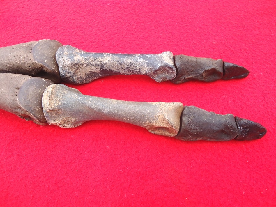 Large image 3 Incredible Camel Leg Mount