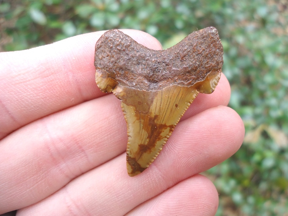 Large image 1 1.52' Orange Auriculatus Shark Tooth