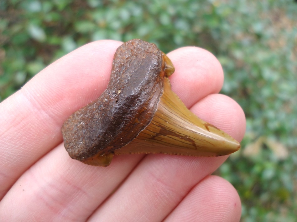 Large image 2 1.52' Orange Auriculatus Shark Tooth