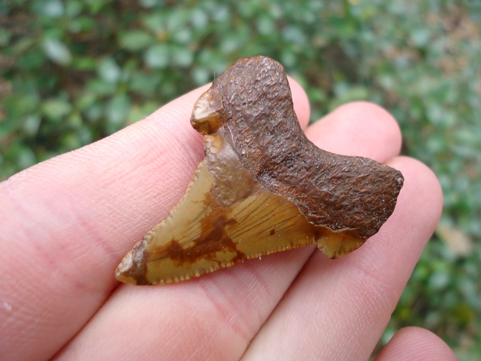 Large image 3 1.52' Orange Auriculatus Shark Tooth