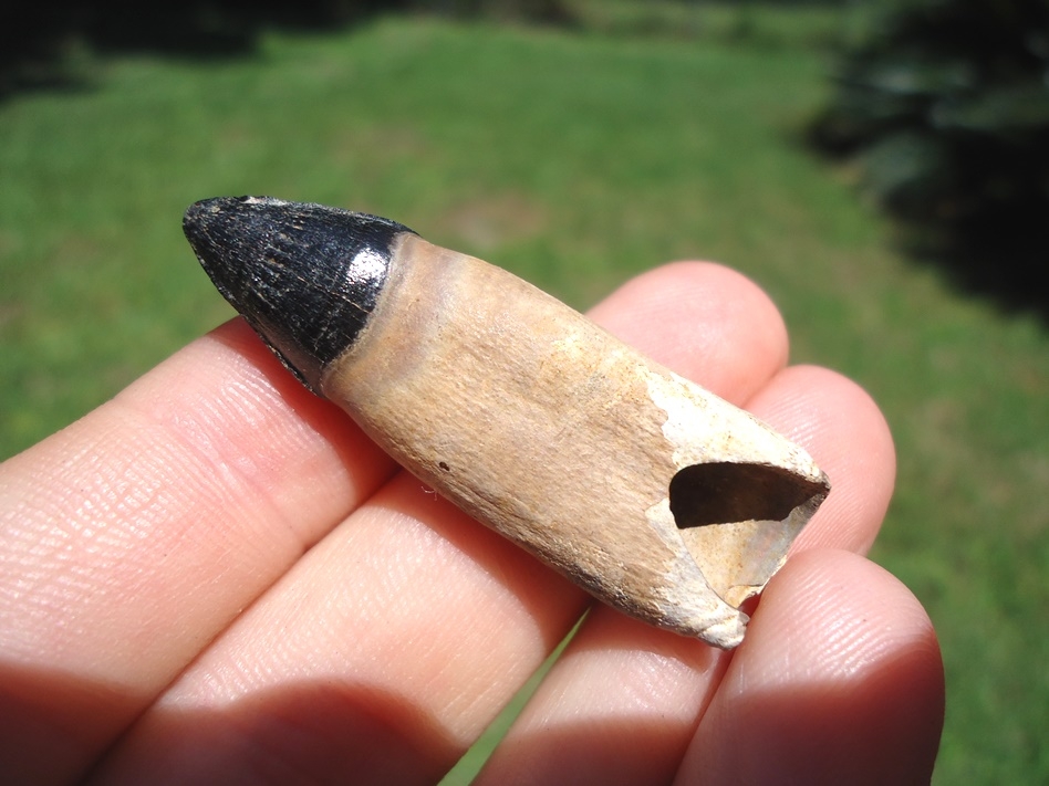 Large image 1 Exceptional Fully Rooted Alligator Tooth