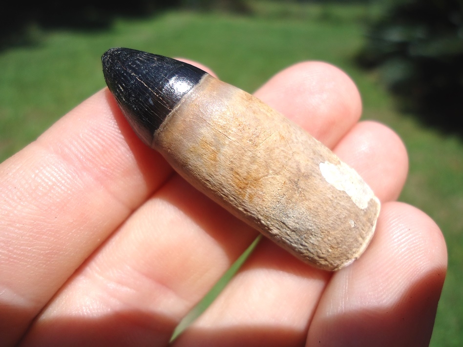 Large image 2 Exceptional Fully Rooted Alligator Tooth