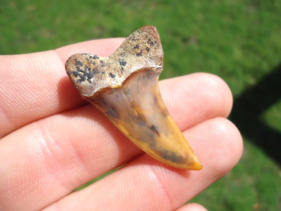 Large image 1 Mottled Orange and Blue Planus Shark Tooth from Bakersfield
