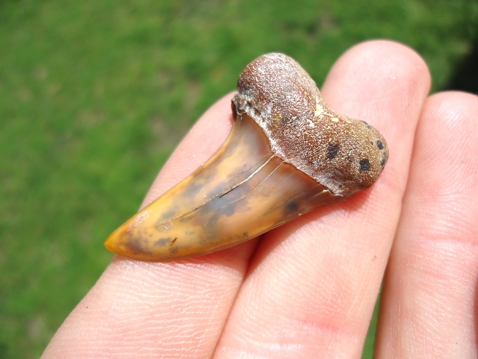 Large image 2 Mottled Orange and Blue Planus Shark Tooth from Bakersfield