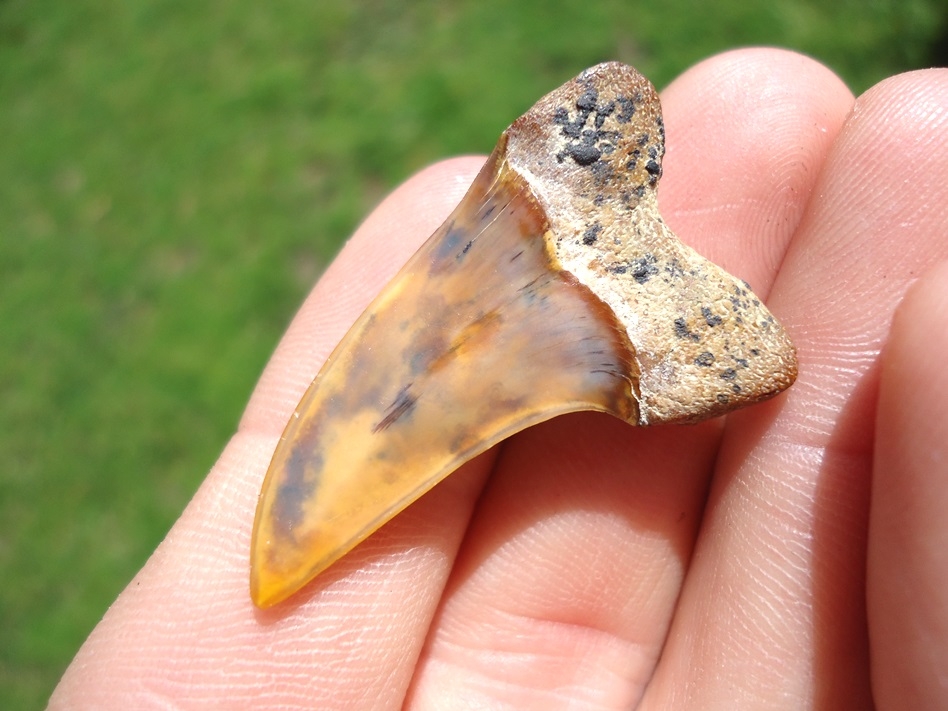 Large image 3 Mottled Orange and Blue Planus Shark Tooth from Bakersfield