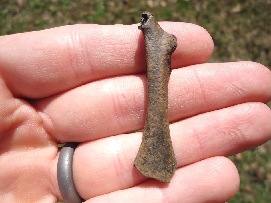 Large image 1 Duck Coracoid