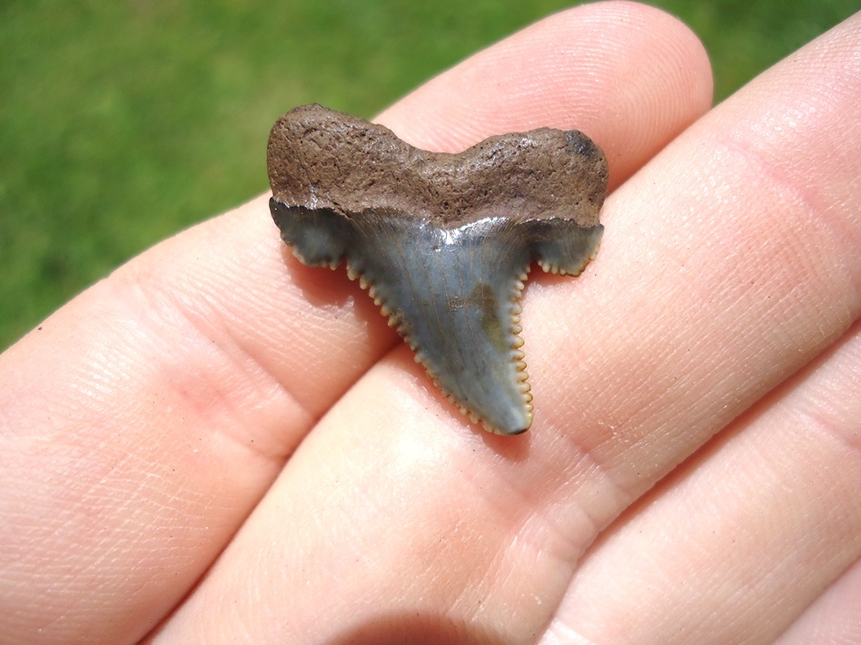 Large image 1 Tiny .98' Auriculatus Shark Tooth