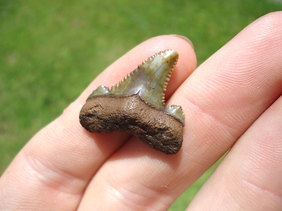 Large image 2 Tiny .98' Auriculatus Shark Tooth