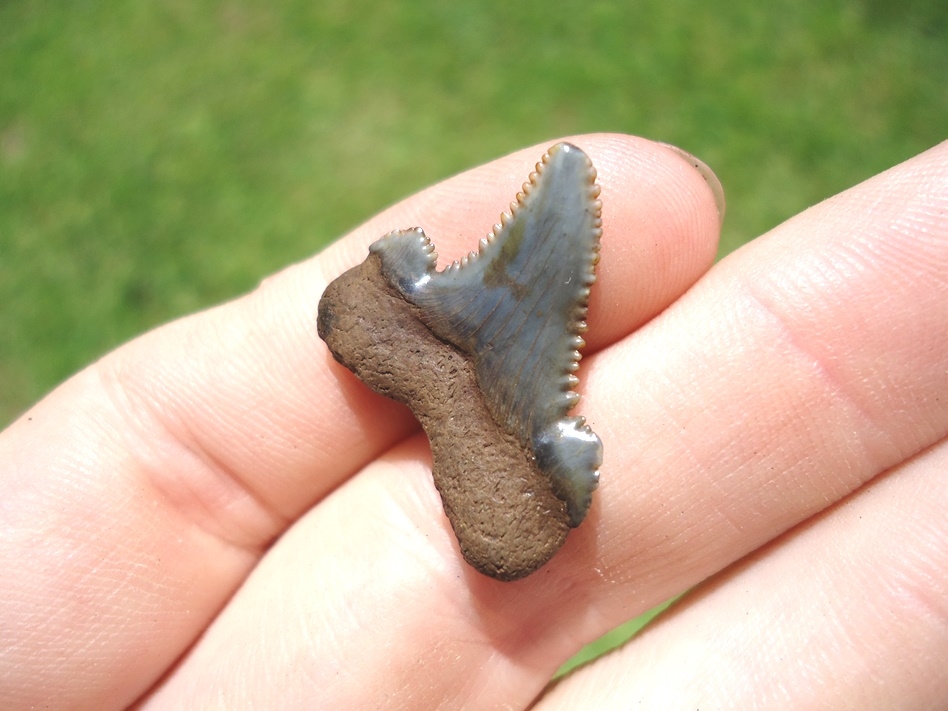 Large image 3 Tiny .98' Auriculatus Shark Tooth