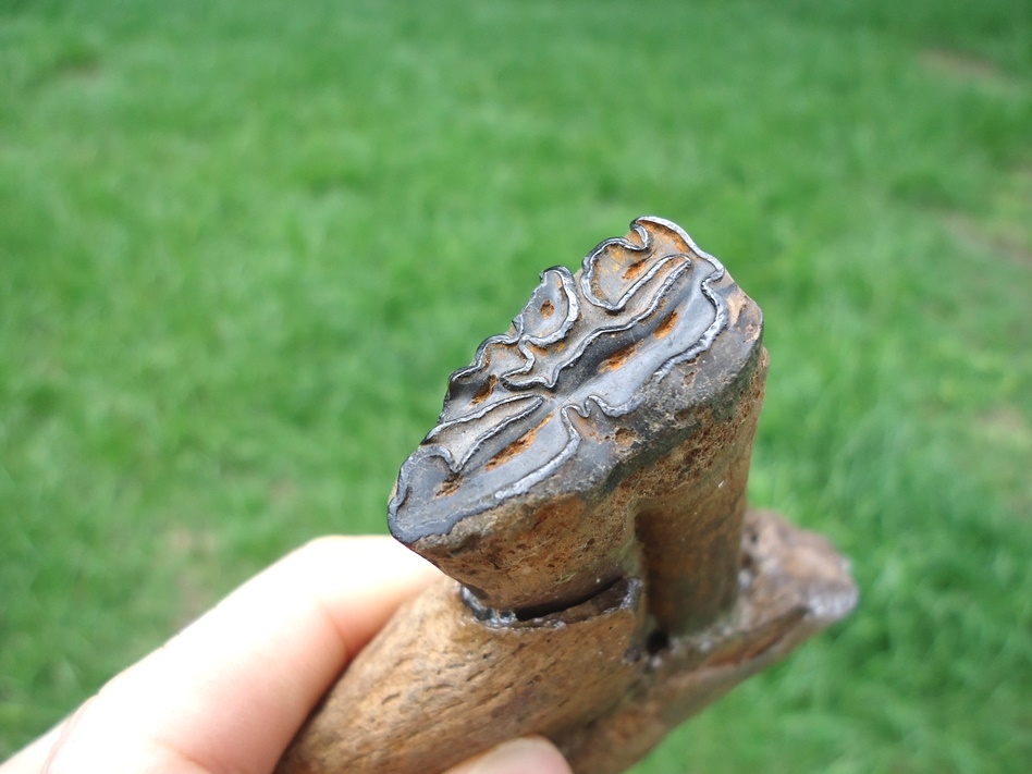 Large image 2 Nice Horse Mandible with One Perfect Tooth