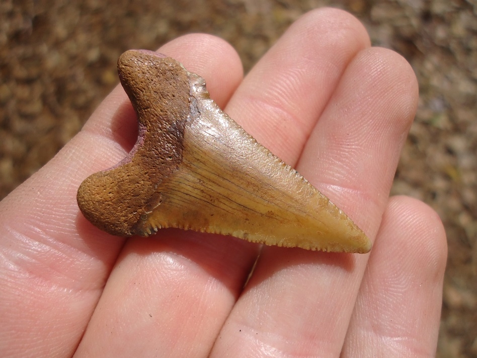 Large image 1 Juvenile Auriculatus Shark Tooth