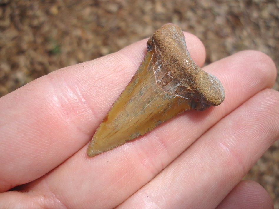 Large image 2 Juvenile Auriculatus Shark Tooth