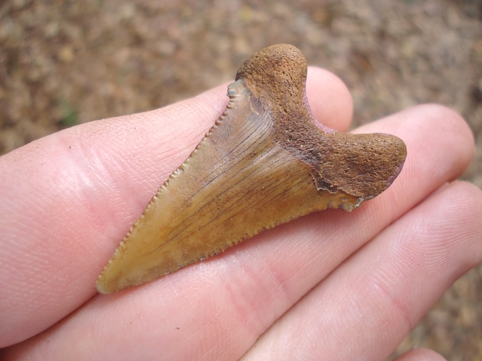 Large image 3 Juvenile Auriculatus Shark Tooth