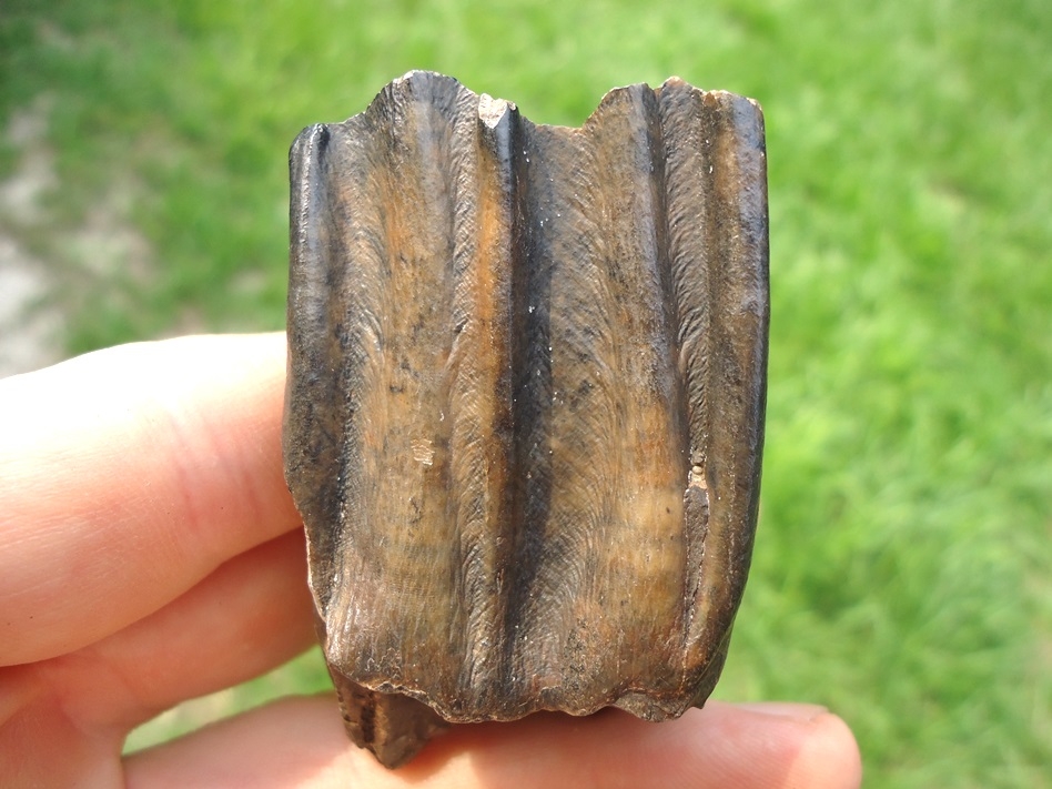 Large image 1 Nice Bison Molar