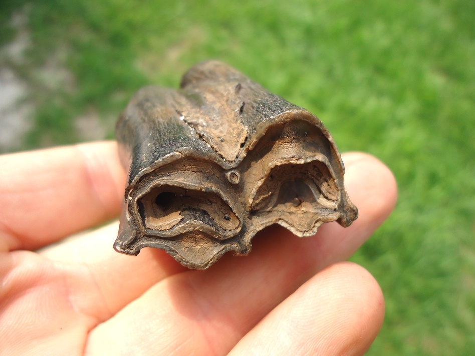 Large image 2 Nice Bison Molar