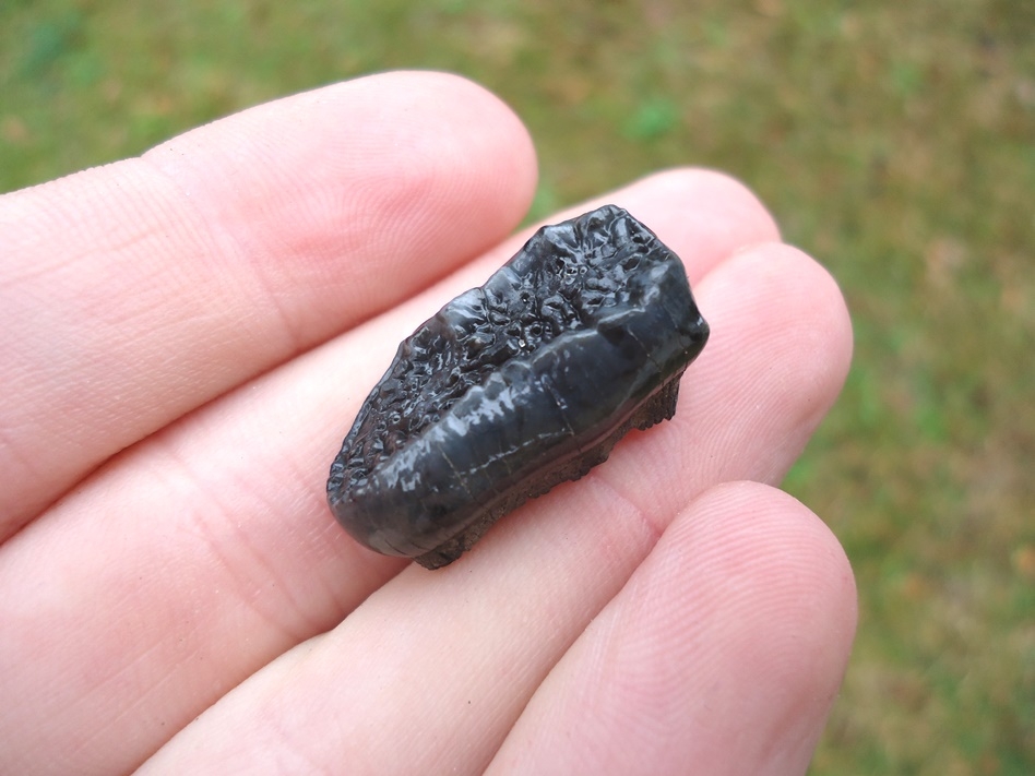 Large image 3 Colorful Spectacled Bear Molar