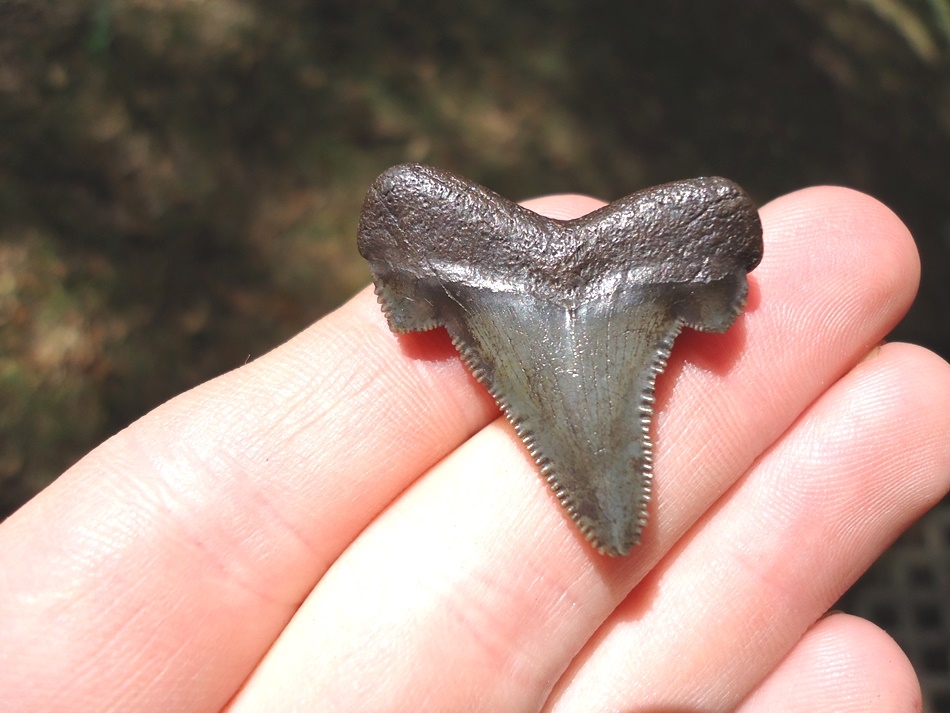 Large image 1 1.31' Auriculatus Shark Tooth