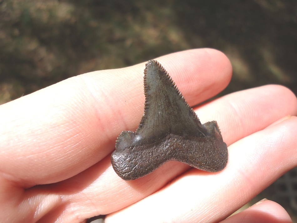 Large image 2 1.31' Auriculatus Shark Tooth
