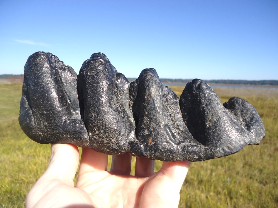Large image 1 Massive 7.5' Five Hump Gomphothere Tooth