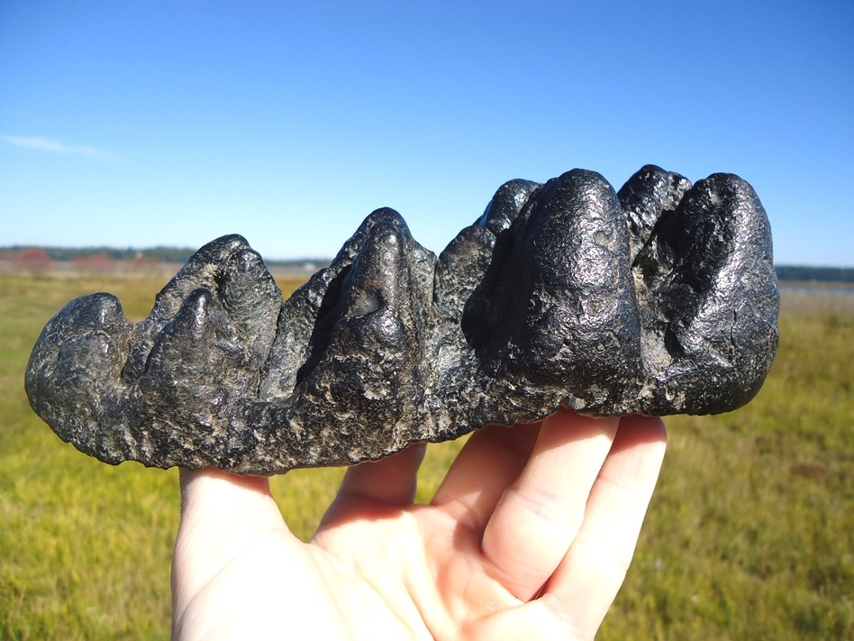 Large image 2 Massive 7.5' Five Hump Gomphothere Tooth