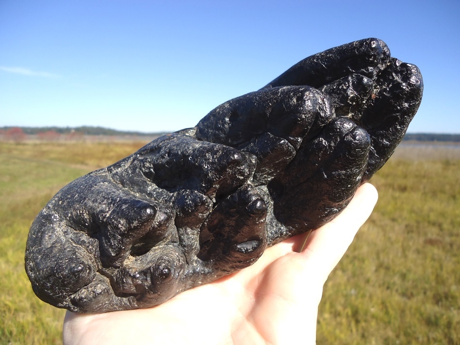 Large image 3 Massive 7.5' Five Hump Gomphothere Tooth