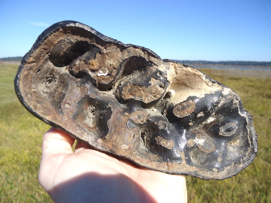 Large image 4 Massive 7.5' Five Hump Gomphothere Tooth