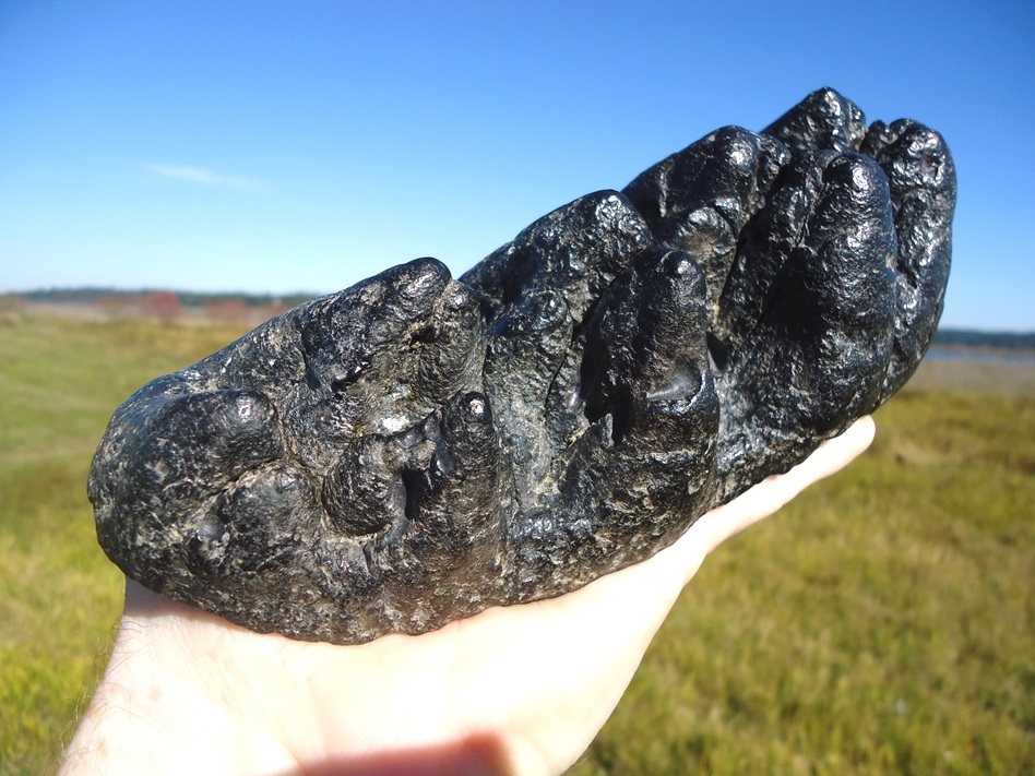 Large image 5 Massive 7.5' Five Hump Gomphothere Tooth