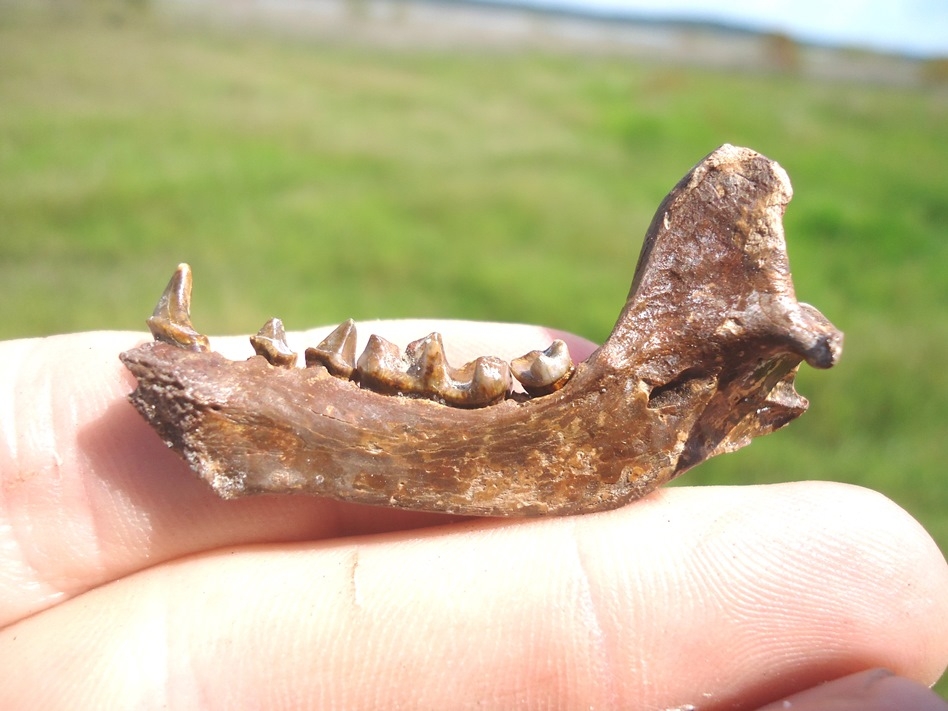 Large image 1 Incredible Striped Skunk Mandible