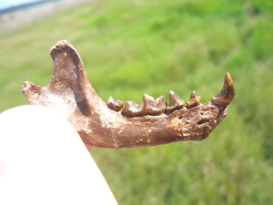 Large image 2 Incredible Striped Skunk Mandible