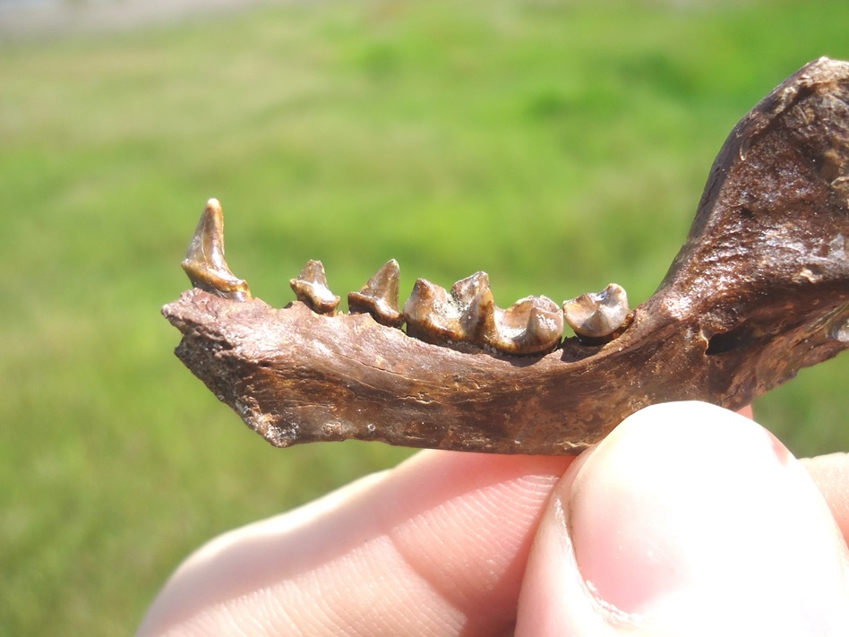 Large image 3 Incredible Striped Skunk Mandible