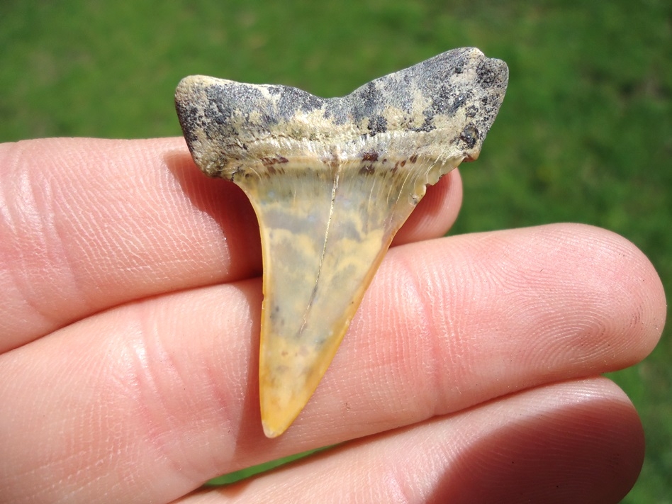 Large image 1 Sweet Bakersfield Hastalis Shark Tooth