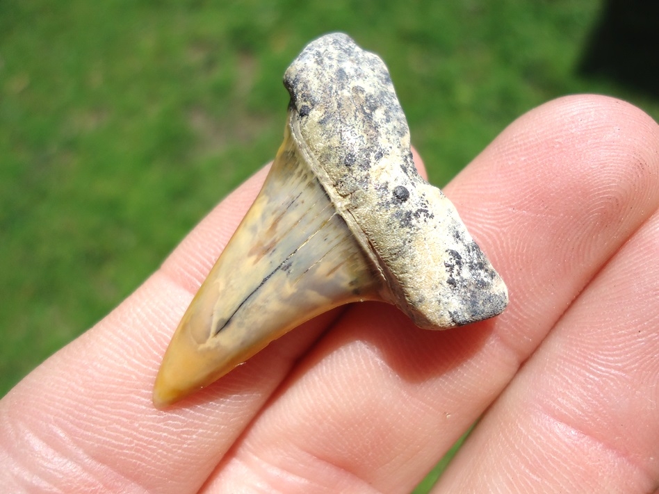 Large image 2 Sweet Bakersfield Hastalis Shark Tooth