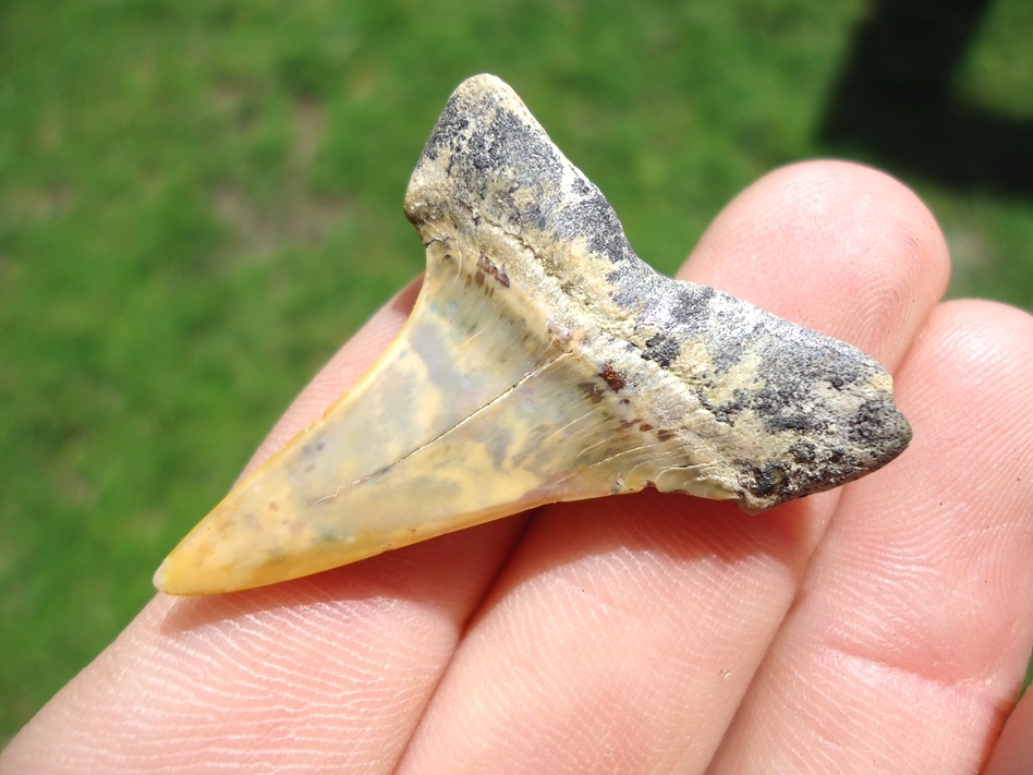 Large image 3 Sweet Bakersfield Hastalis Shark Tooth