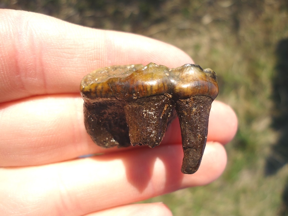 Large image 3 Gorgeous Colorful Top Quality Spectacled Bear Upper Molar