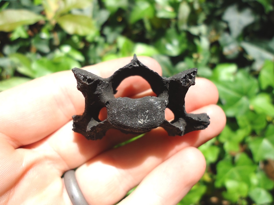 Large image 1 Detailed Bobcat Cervical Vertebra