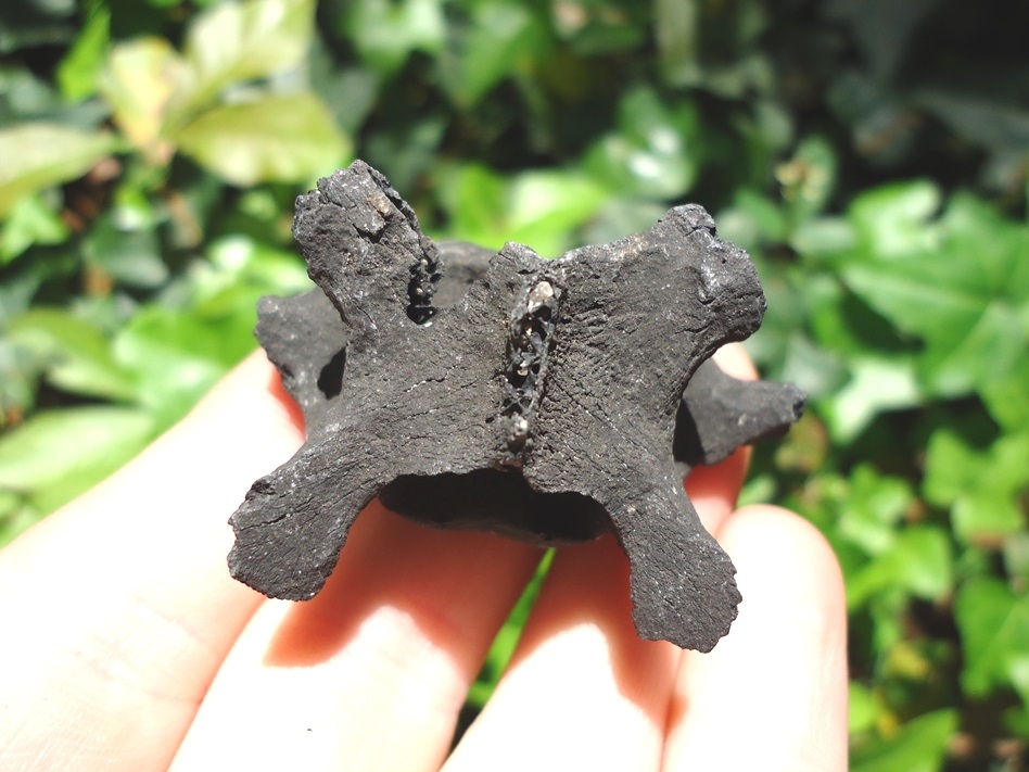 Large image 2 Detailed Bobcat Cervical Vertebra