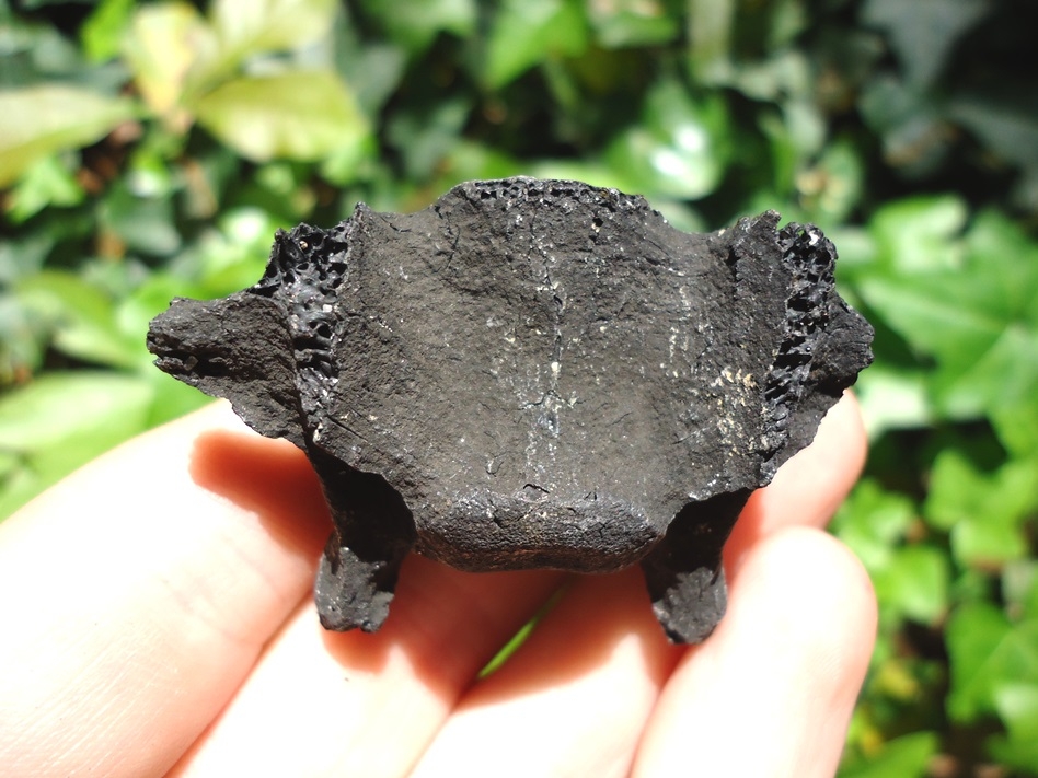 Large image 3 Detailed Bobcat Cervical Vertebra