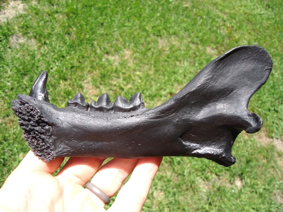 Large image 1 American Cheetah Mandible *SOLD OUT*