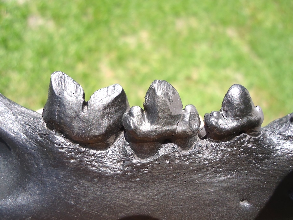 Large image 2 American Cheetah Mandible *SOLD OUT*