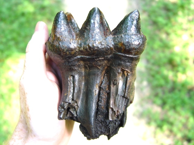Large image 1 Mastodon Tooth with Full Roots