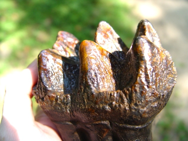 Large image 2 Mastodon Tooth with Full Roots