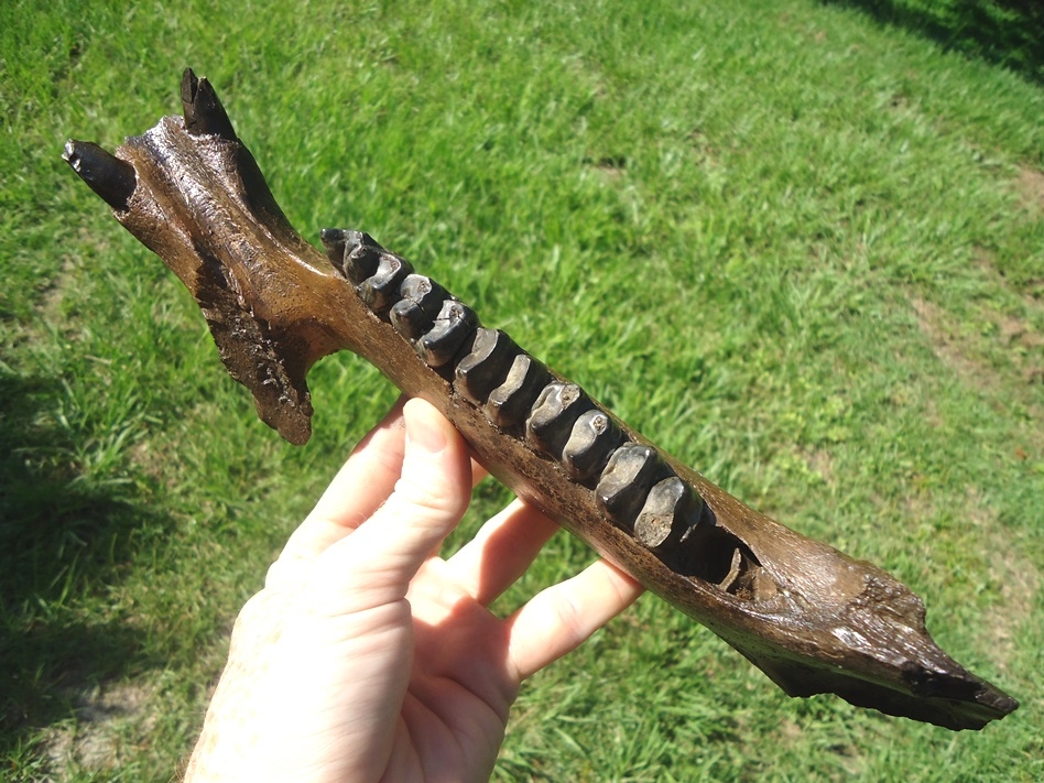 Large image 1 Fantastic Tapir Mandible