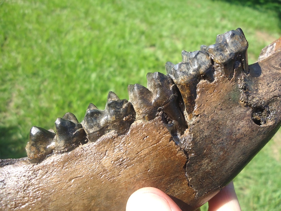 Large image 3 Fantastic Tapir Mandible