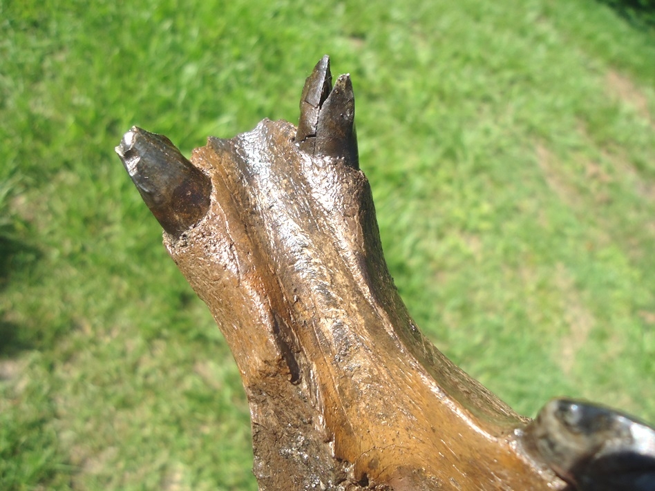 Large image 4 Fantastic Tapir Mandible