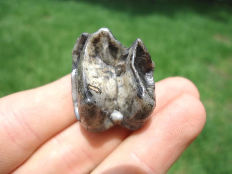 Large image 3 Awesome Marbled Tapir Upper Molar