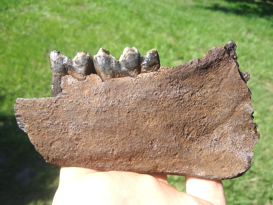 Large image 1 Awesome Llama Mandible with Two Perfect Teeth