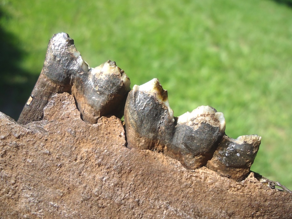 Large image 4 Awesome Llama Mandible with Two Perfect Teeth