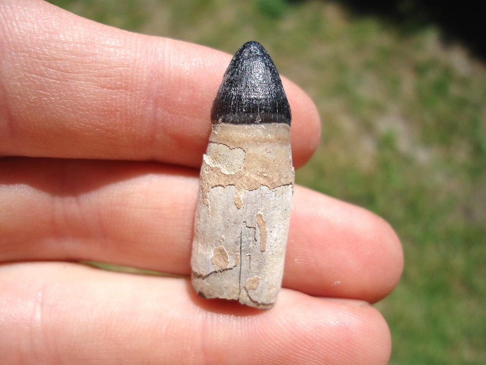 Large image 1 Awesome Rooted Alligator Tooth