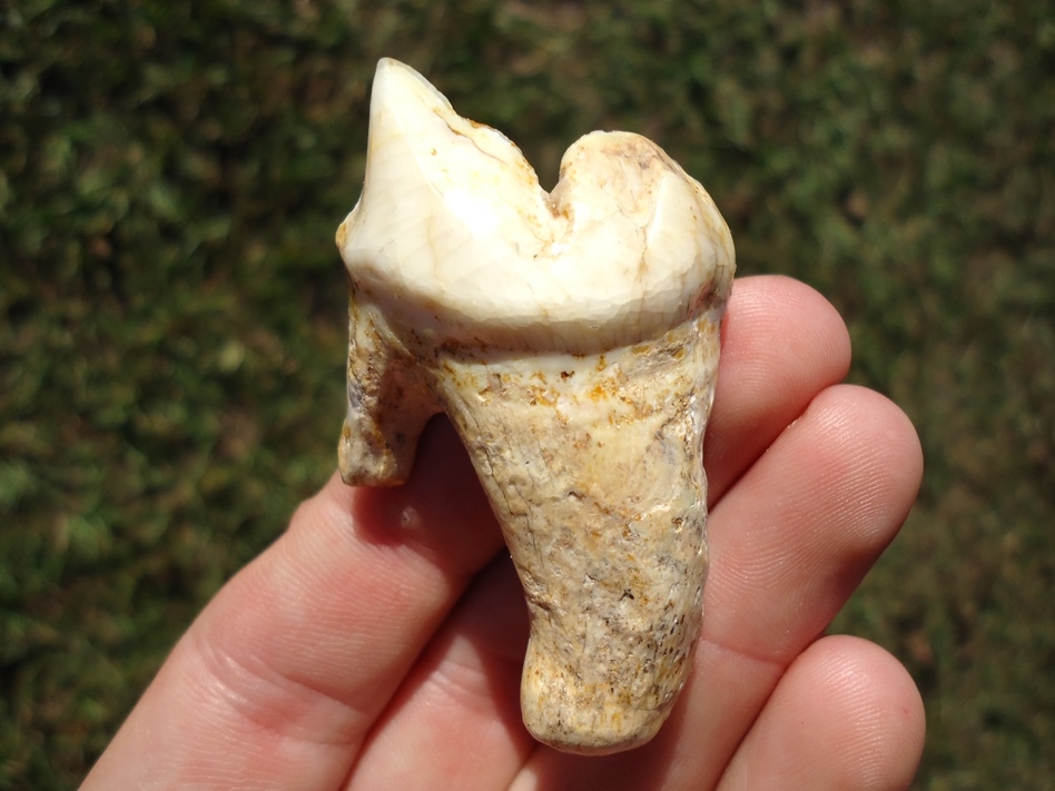 Large image 4 Three Beyond Rare American Lion Teeth